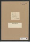 Auliscus punctatus var. striolatus Rattr (de-Toni-Nr.: Genus 171, Species 4326) Zeichnungen Sammlung Grunow Nr. 7896 (NHMW-BOT-W0377164)